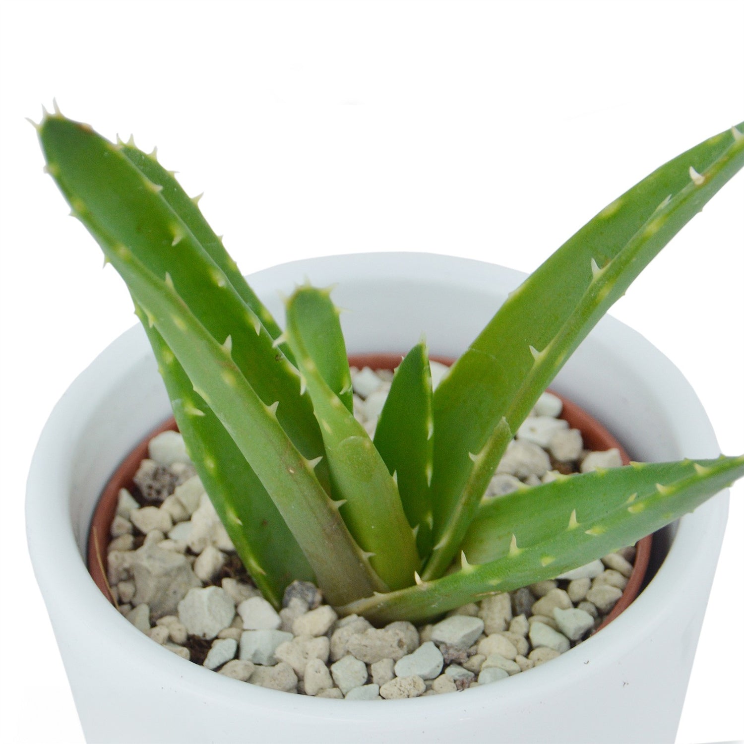 Aloha Aloe, 5 Stück