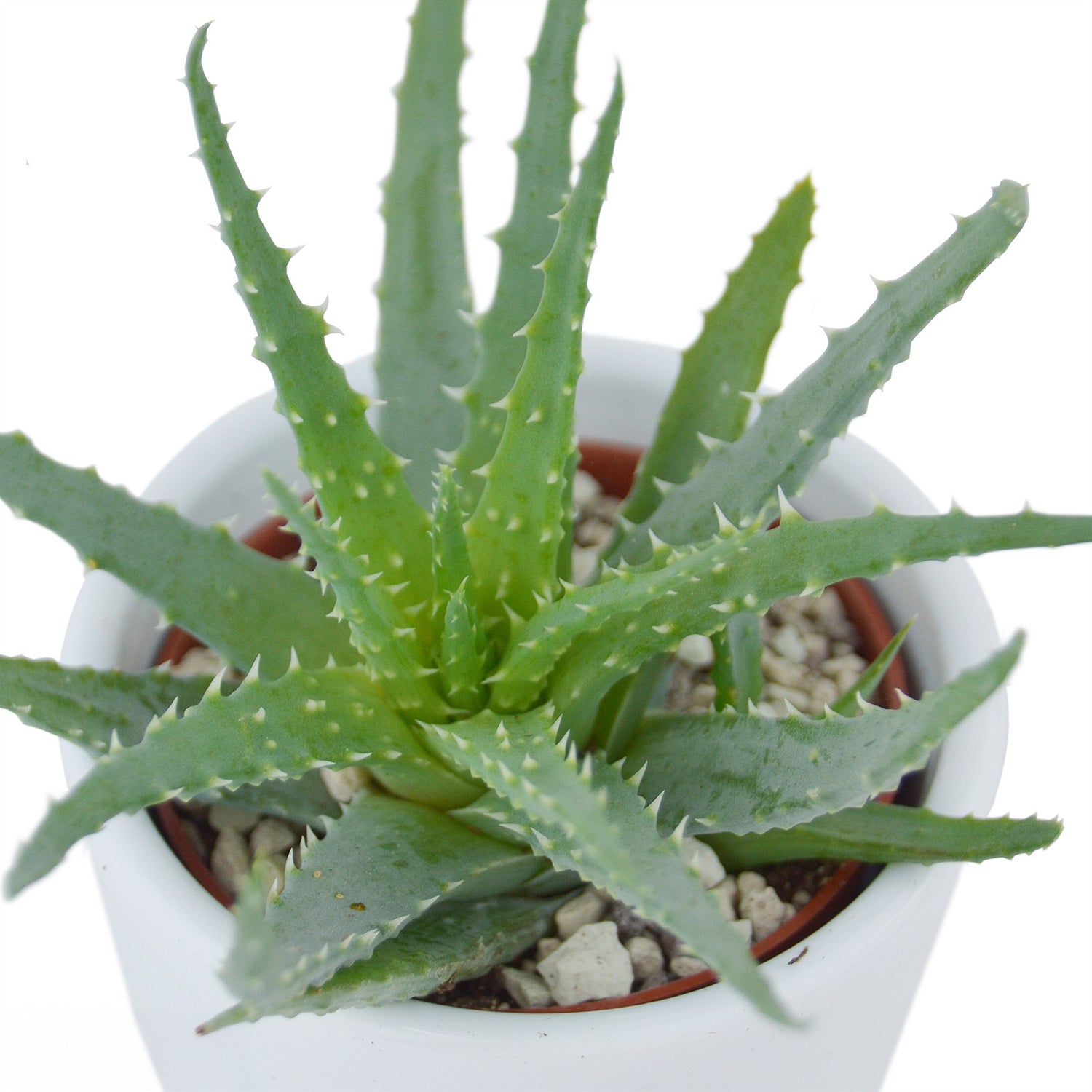 Aloha Aloe, 3 Stück