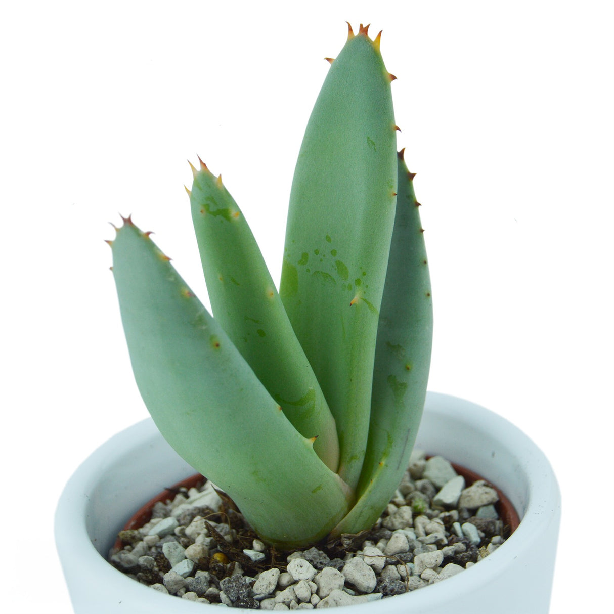 Aloha Aloe, 3 Stück