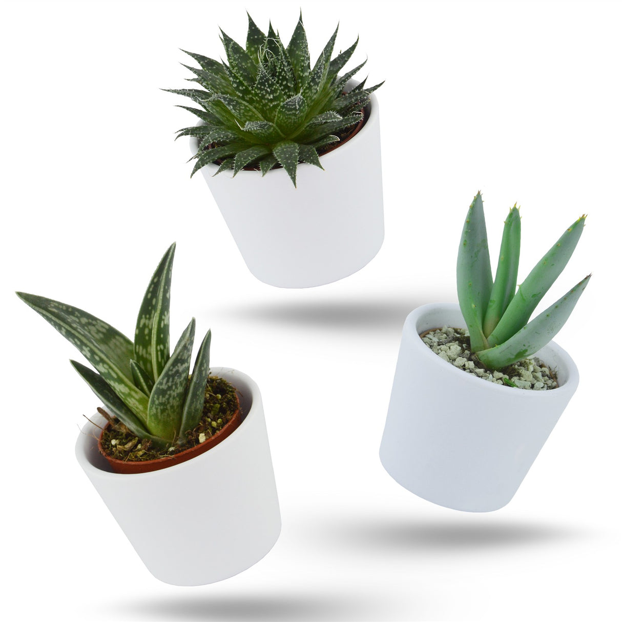 Aloha Aloe, 3 Stück