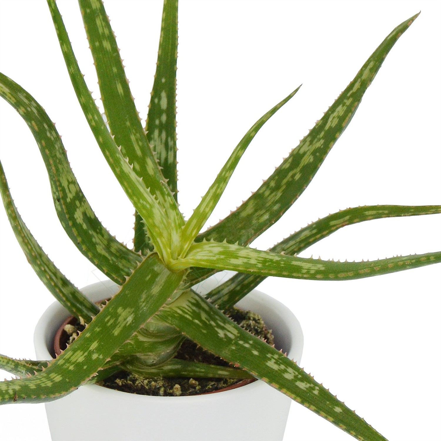 Aloha Aloe, 5 Stück