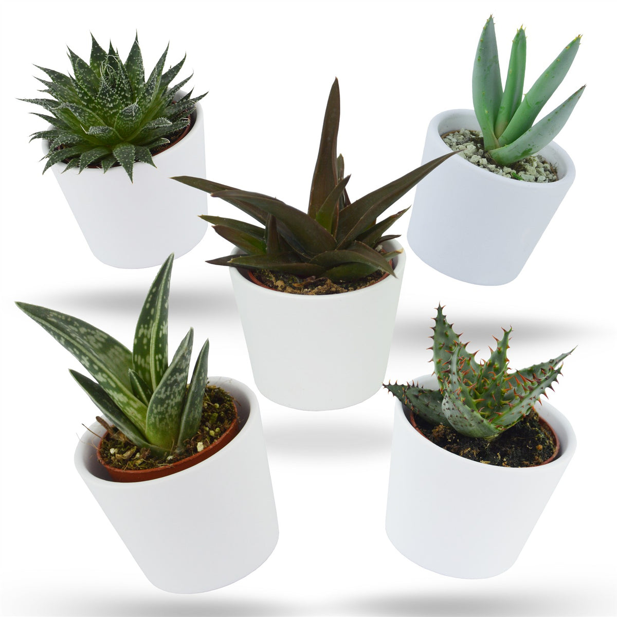 Aloe Mix