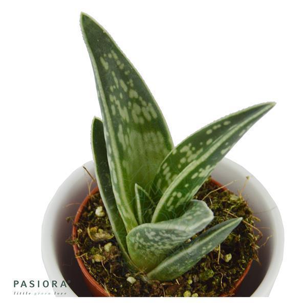 Aloe variegata - 5,5cm