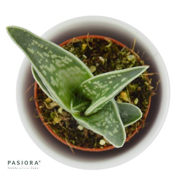 Aloe variegata - 5,5cm