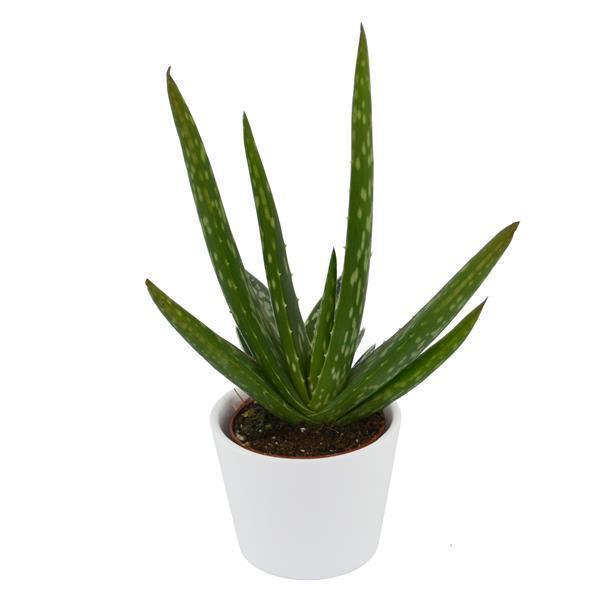 Aloe vera - 6cm