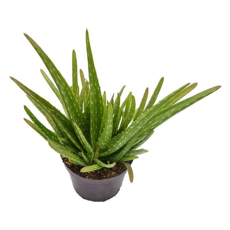 Aloe vera Sweet - 12cm