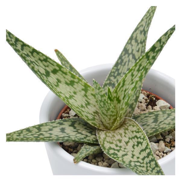 Aloe White Beauty - 6cm