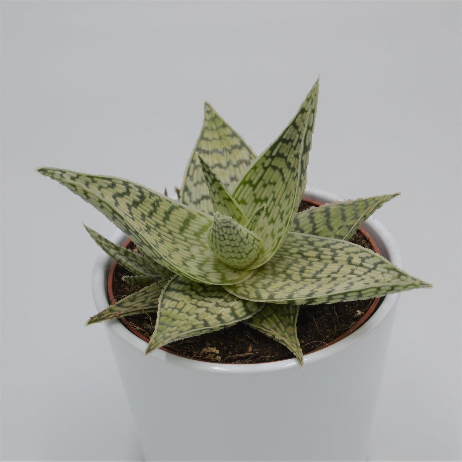Aloe rauhii Demi - 12cm