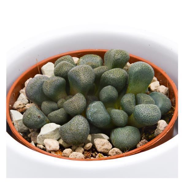 Aloinopsis schooneesii - 5,5cm