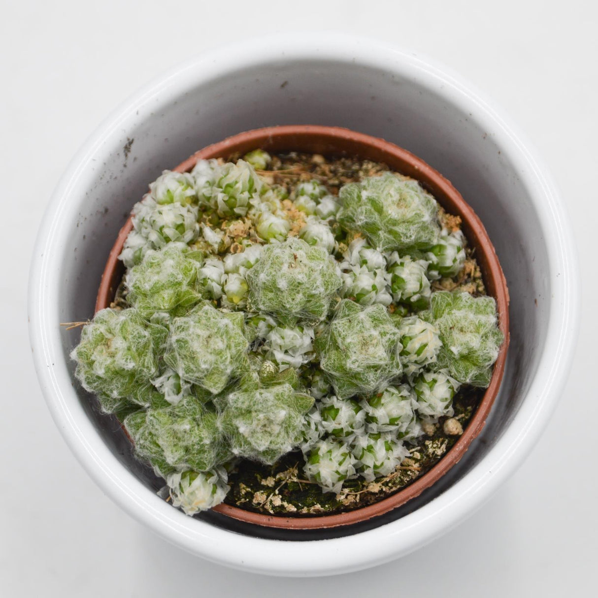 Anacampseros retusa filamentosa - 5,5cm