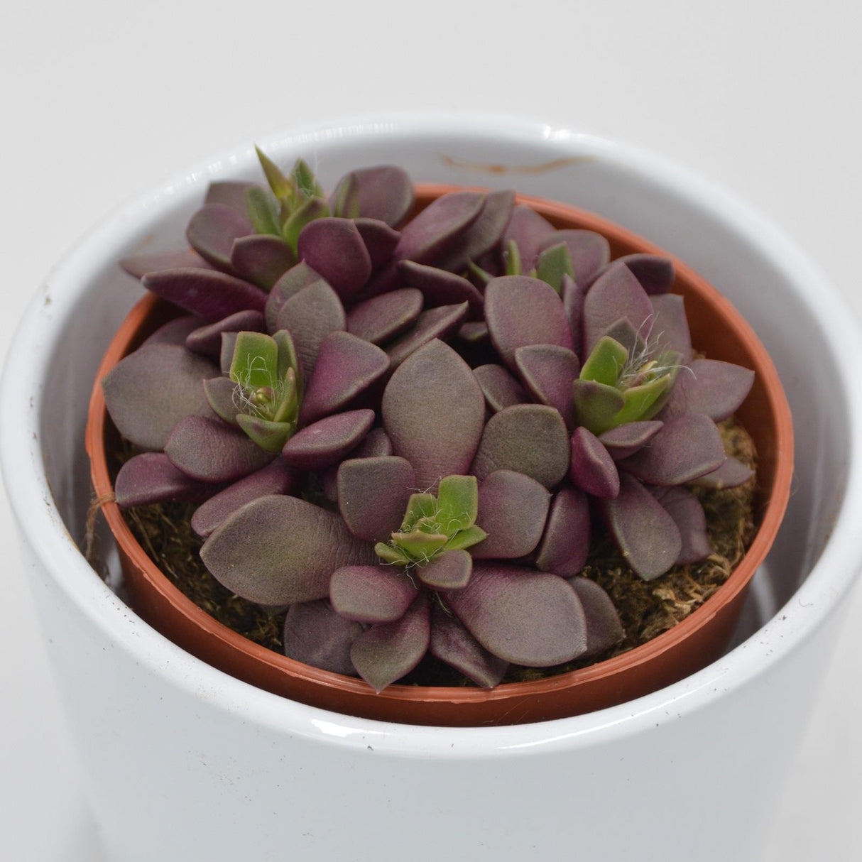 Anacampseros retusa f. rubra - 8,5cm