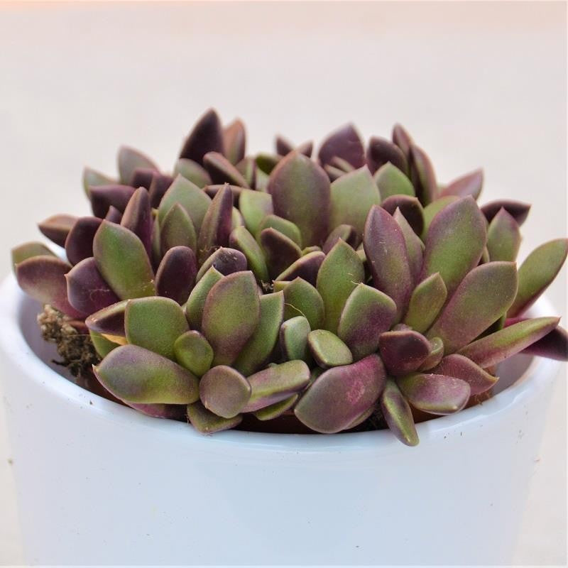 Anacampseros retusa f. rubra - 8,5cm