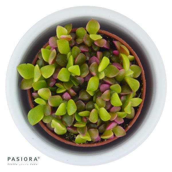 Anacampseros rufescens subsp. variegata - 5,5cm