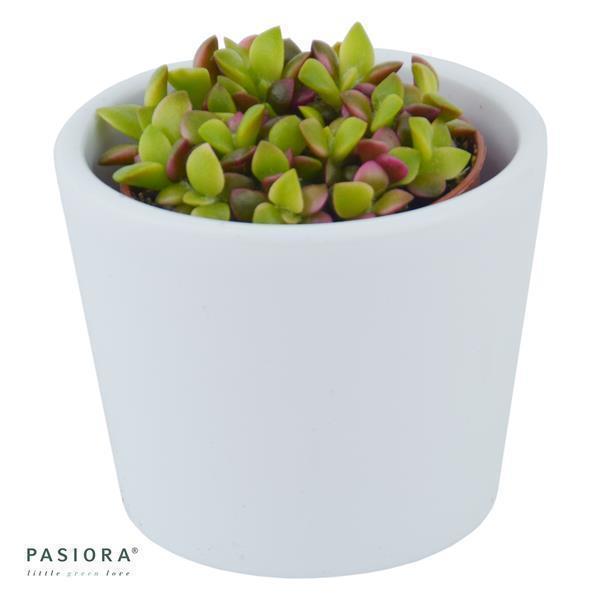 Anacampseros rufescens subsp. variegata - 5,5cm