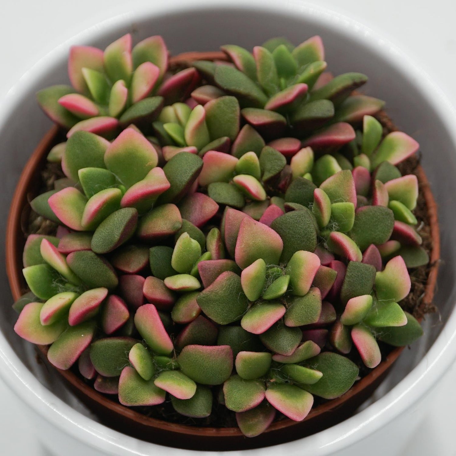 Anacampseros rufescens subsp. variegata - 9cm