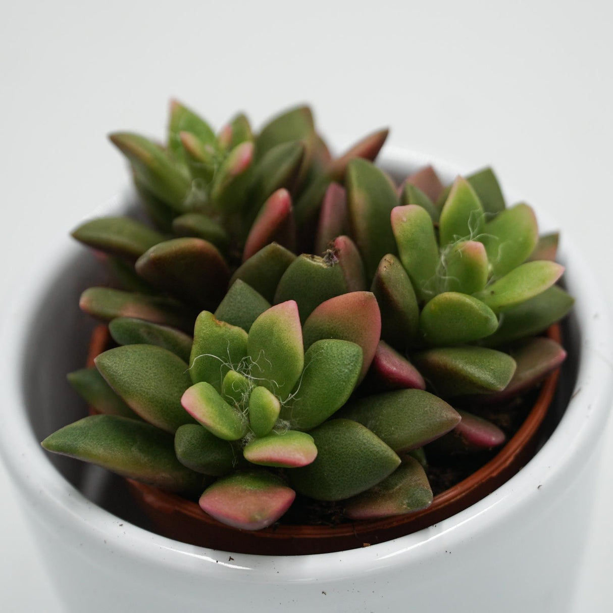 Anacampseros rufescens subsp. variegata - 5,5cm