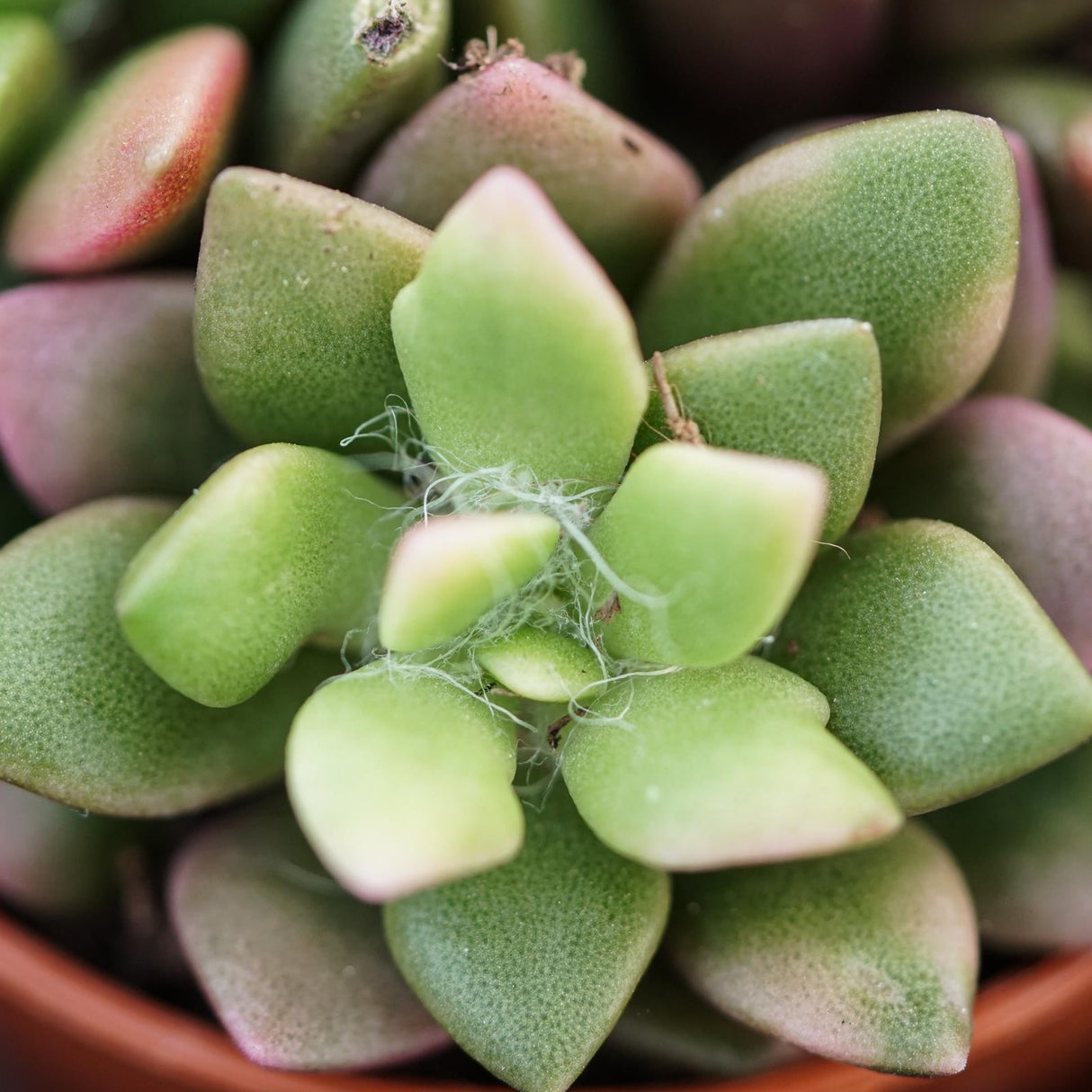 Anacampseros rufescens subsp. variegata - 5,5cm