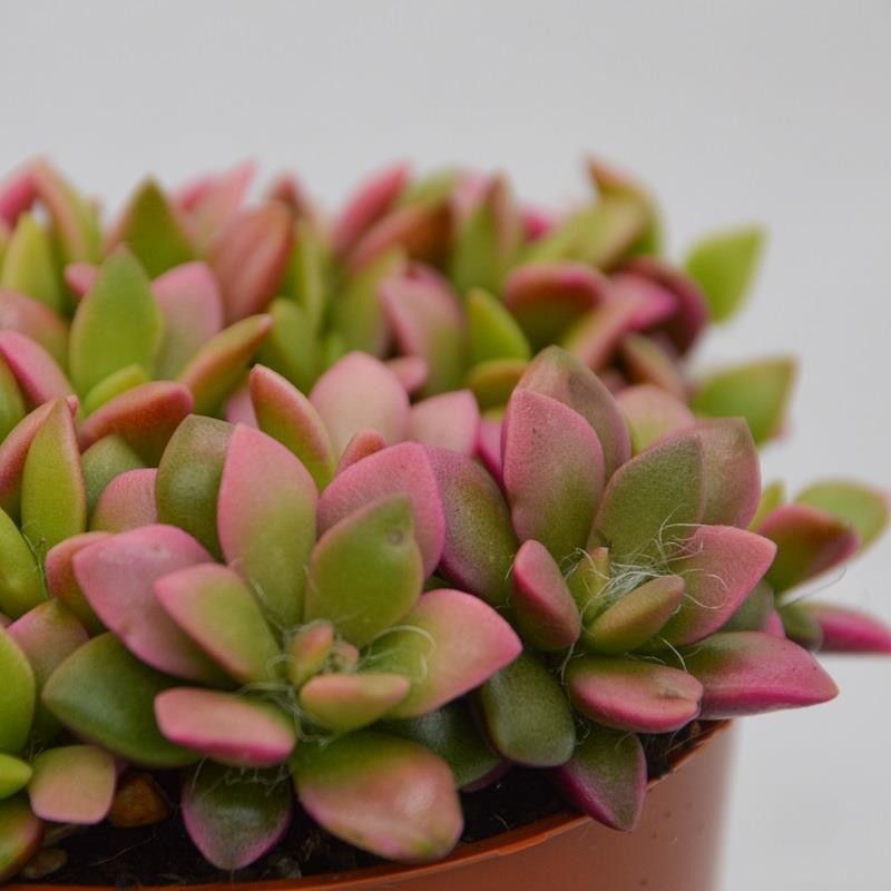 Anacampseros rufescens subsp. variegata - 9cm