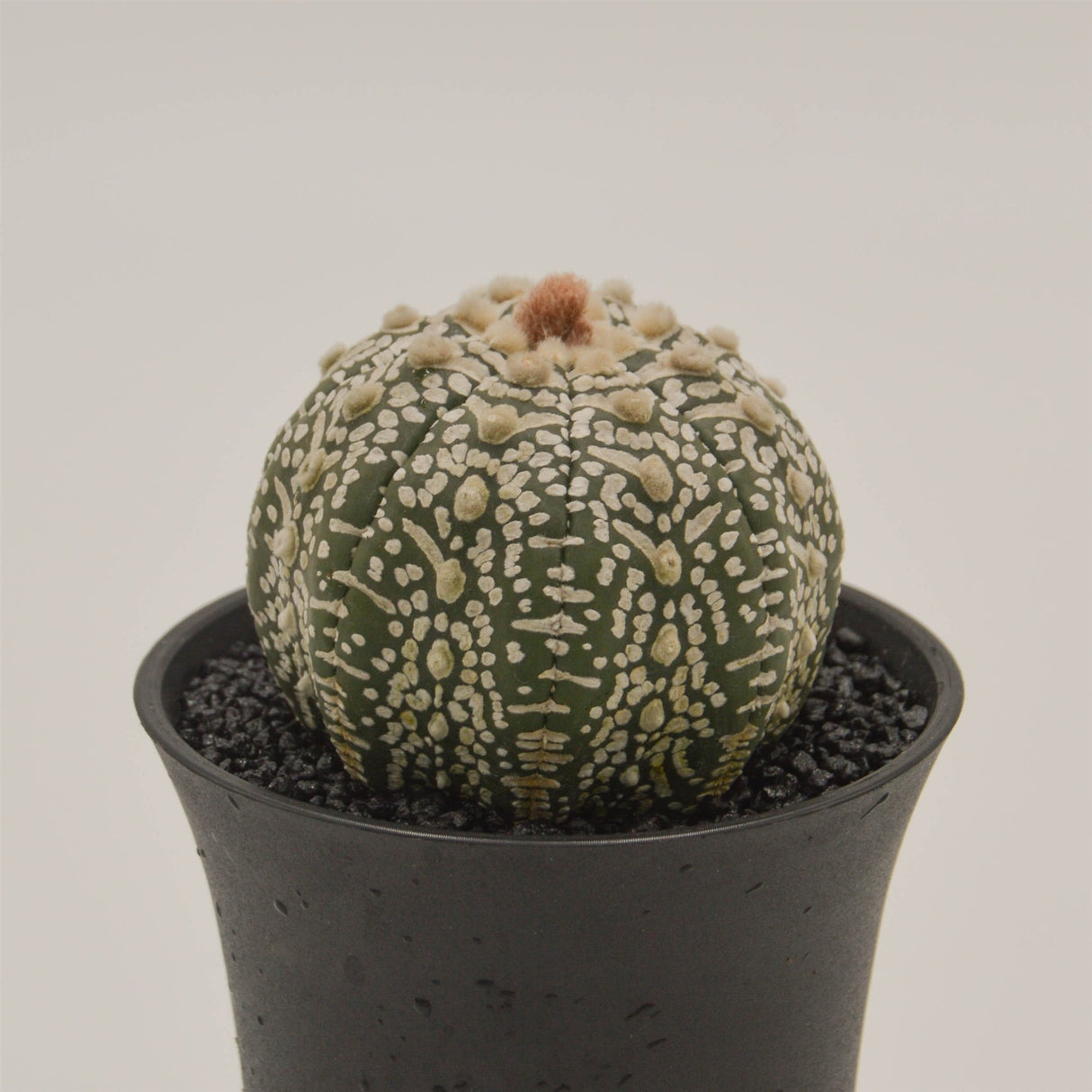 Astrophytum asterias - 10cm