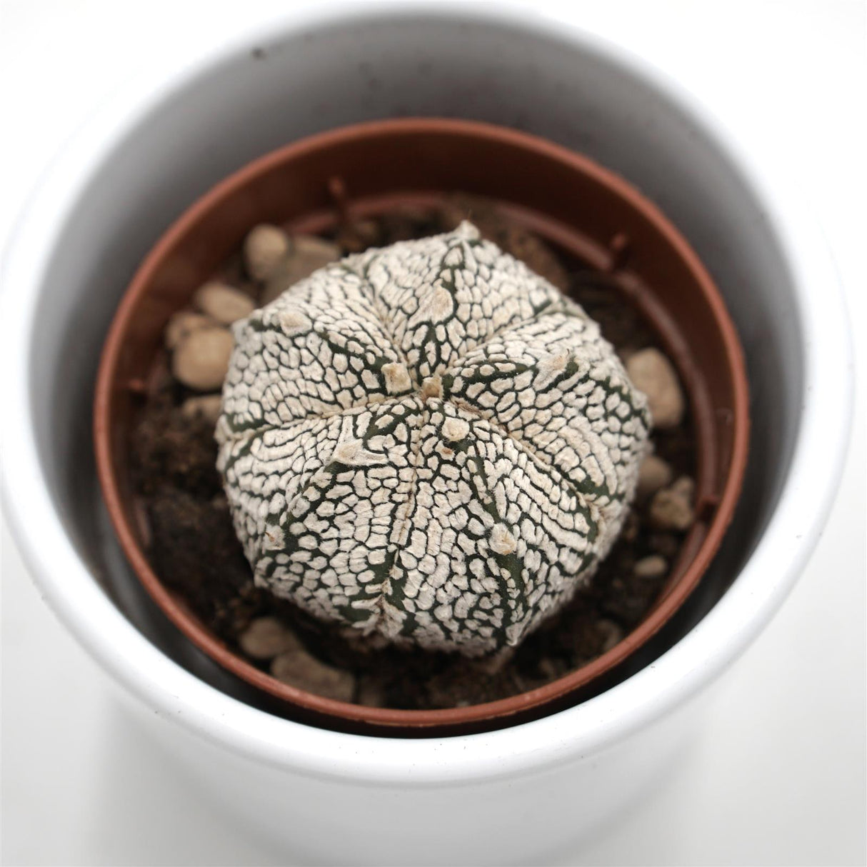 Astrophytum asterias Super Kabuto - 5,5cm