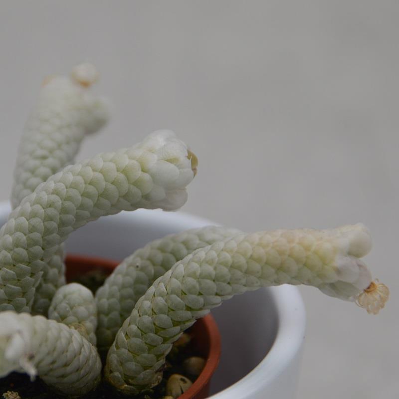 Avonia papyracea - 5,5cm