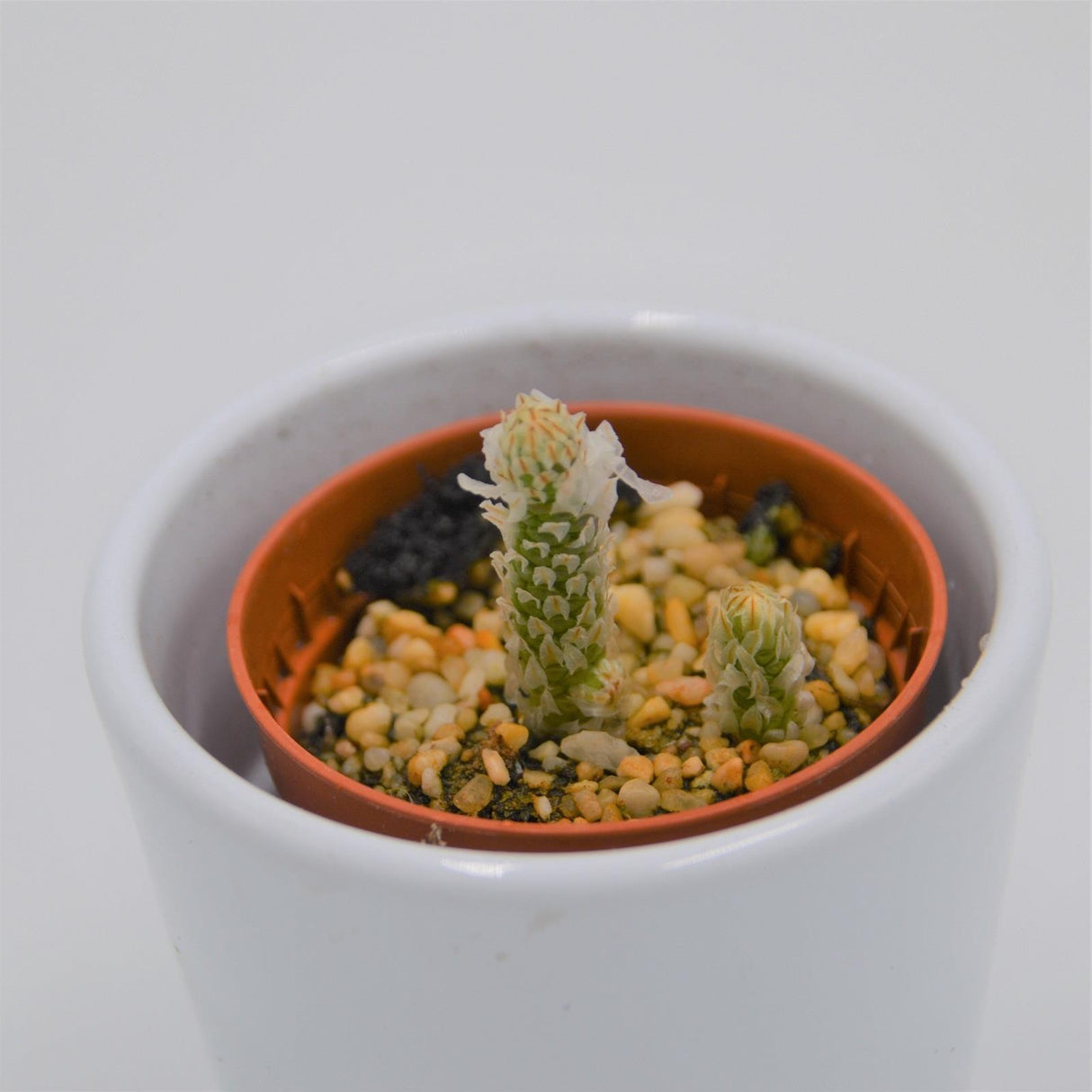 Avonia recurvata - 5,5cm