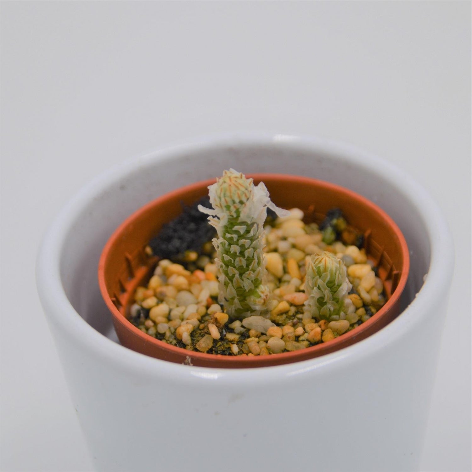 Avonia recurvata - 5,5cm