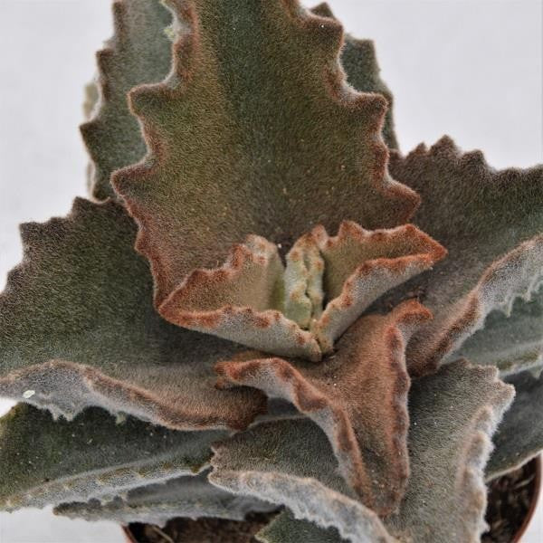 Kalanchoe beharensis Fang - 10,5cm