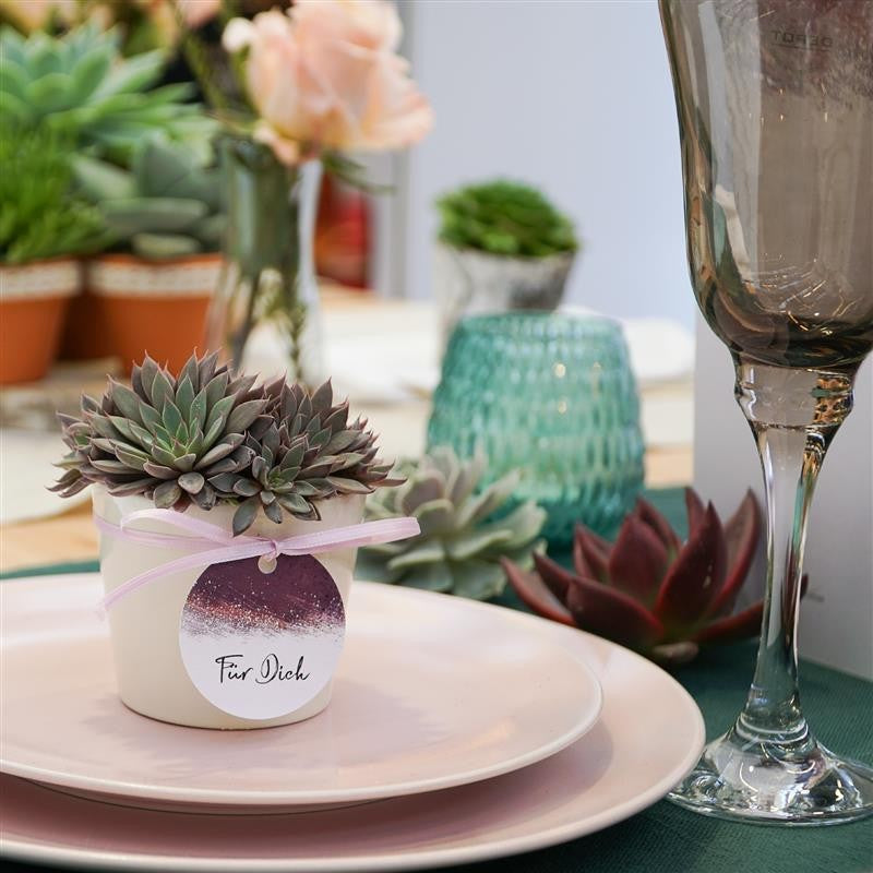 Übertopf CREME für 6cm Sukkulenten