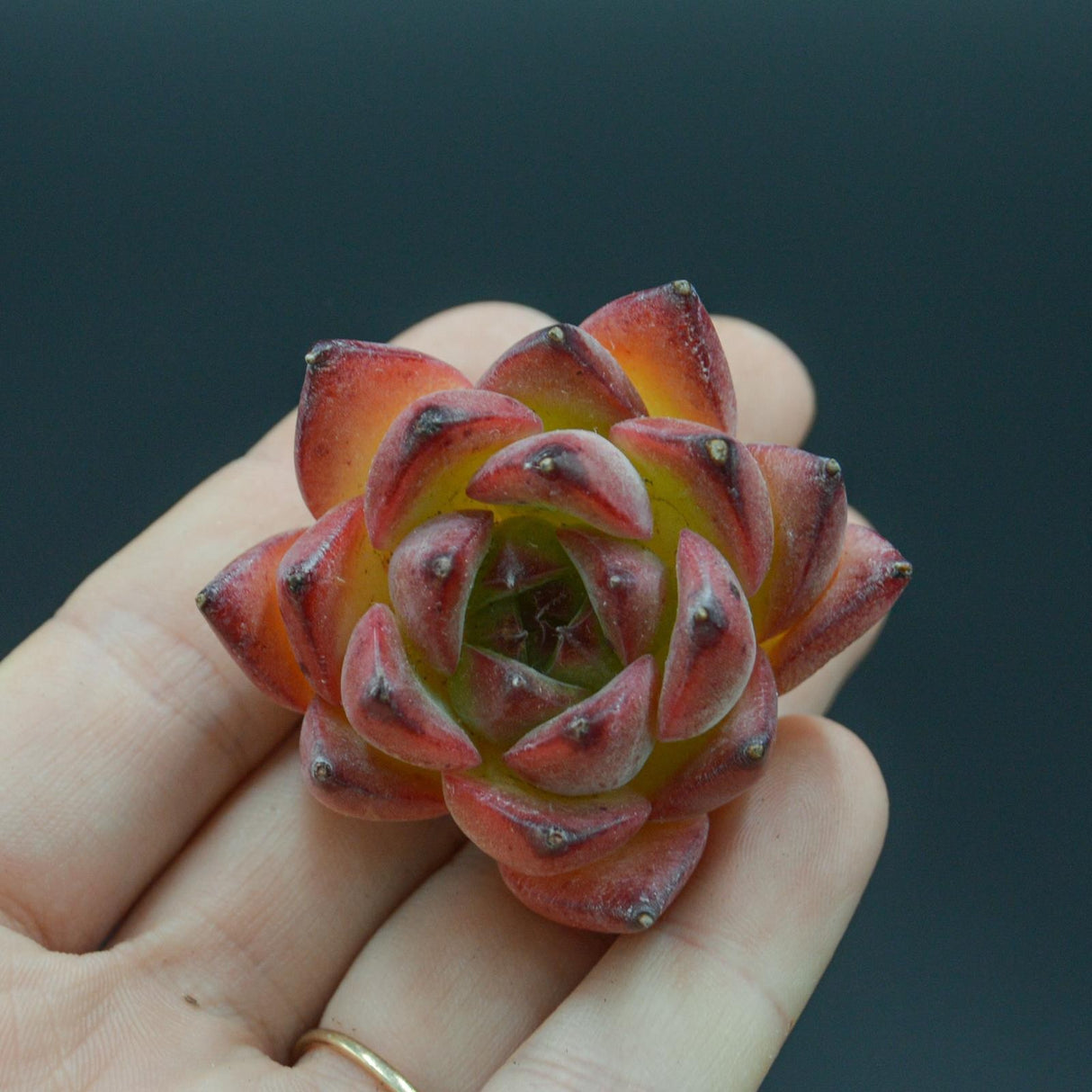 Echeveria Wildfire
