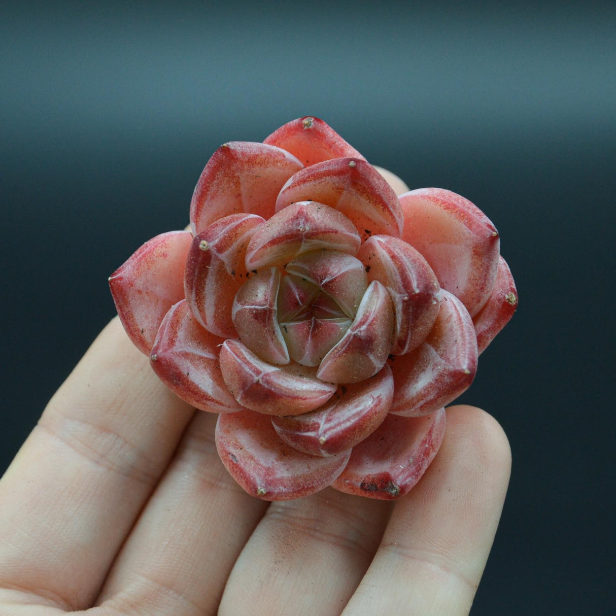 Echeveria Daredevil