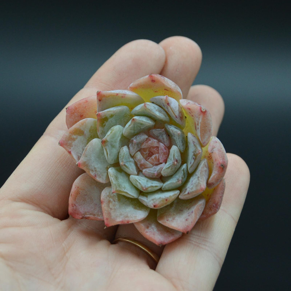 Echeveria hyalina x Orange Monroe