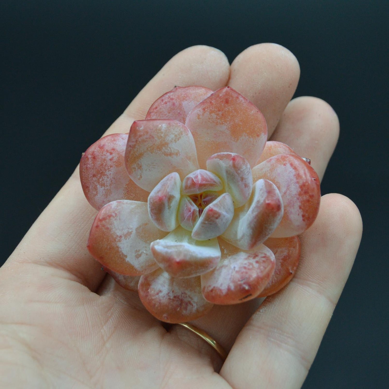 Echeveria Monroe