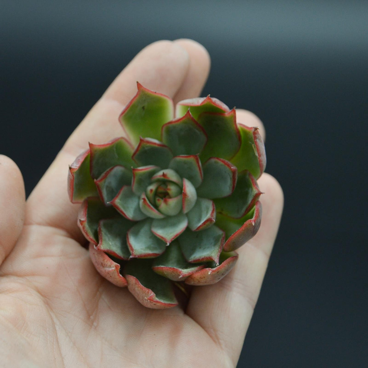 Echeveria Yeon-Deung