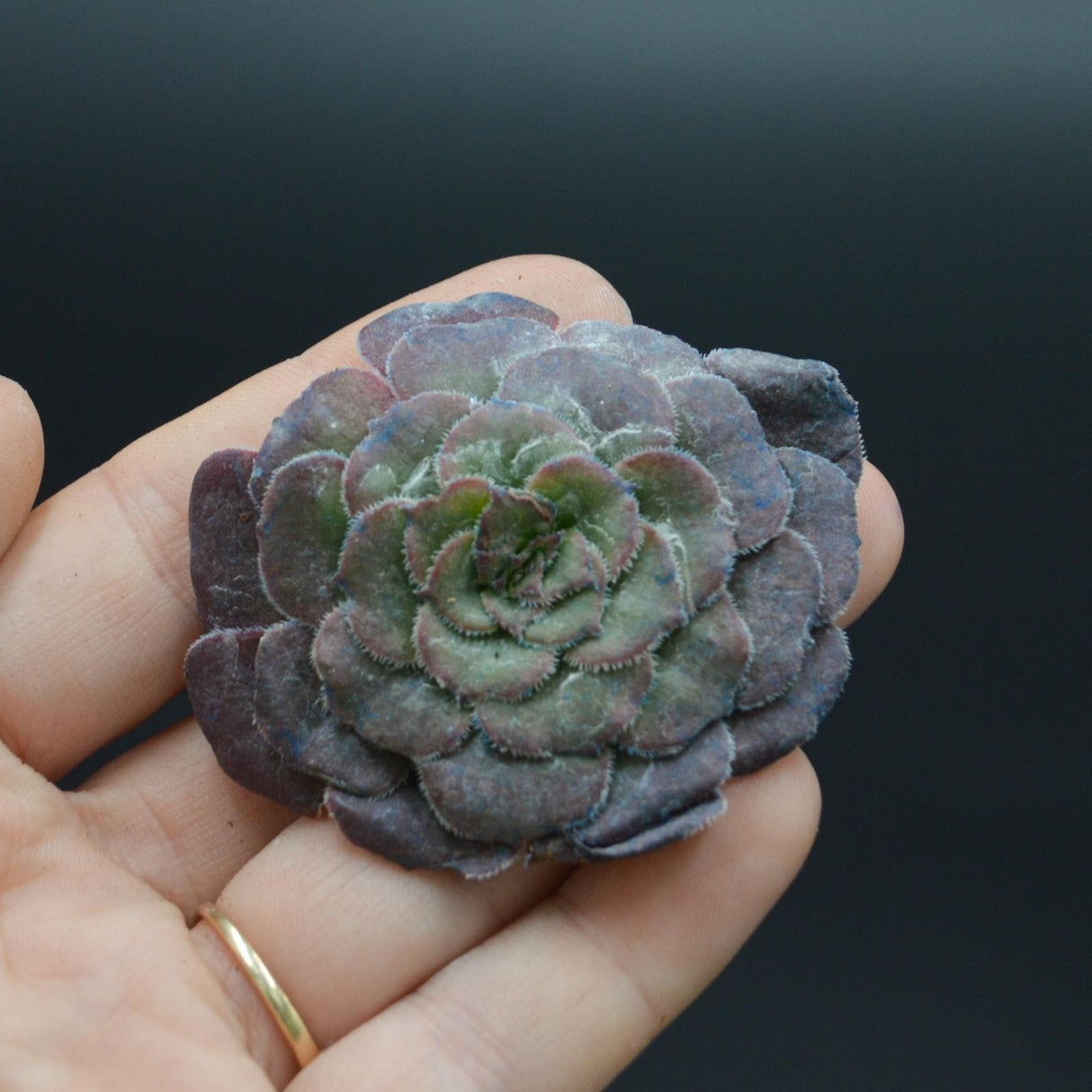 Aeonium Red King Kong