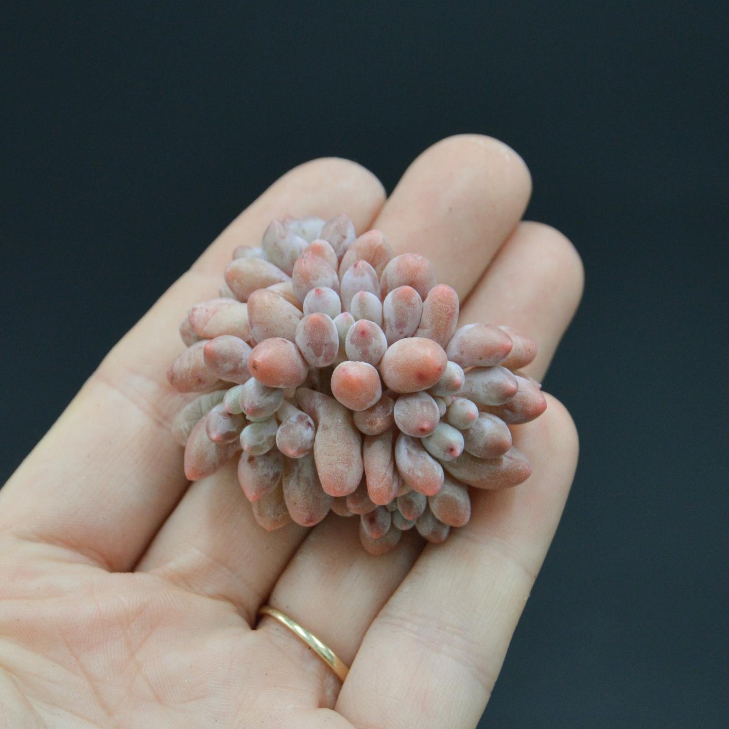 Pachyphytum Pink Lover