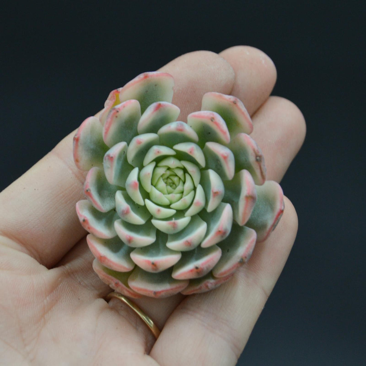 Echeveria Blue Jasmine f. variegata