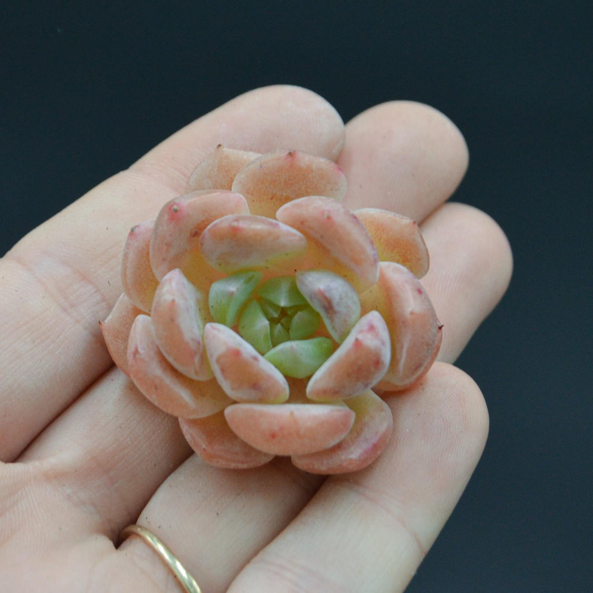 Echeveria Strawberry Milkshake