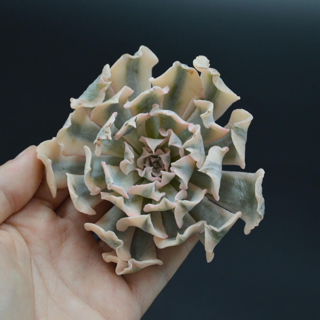 Echeveria Liberia f. variegata