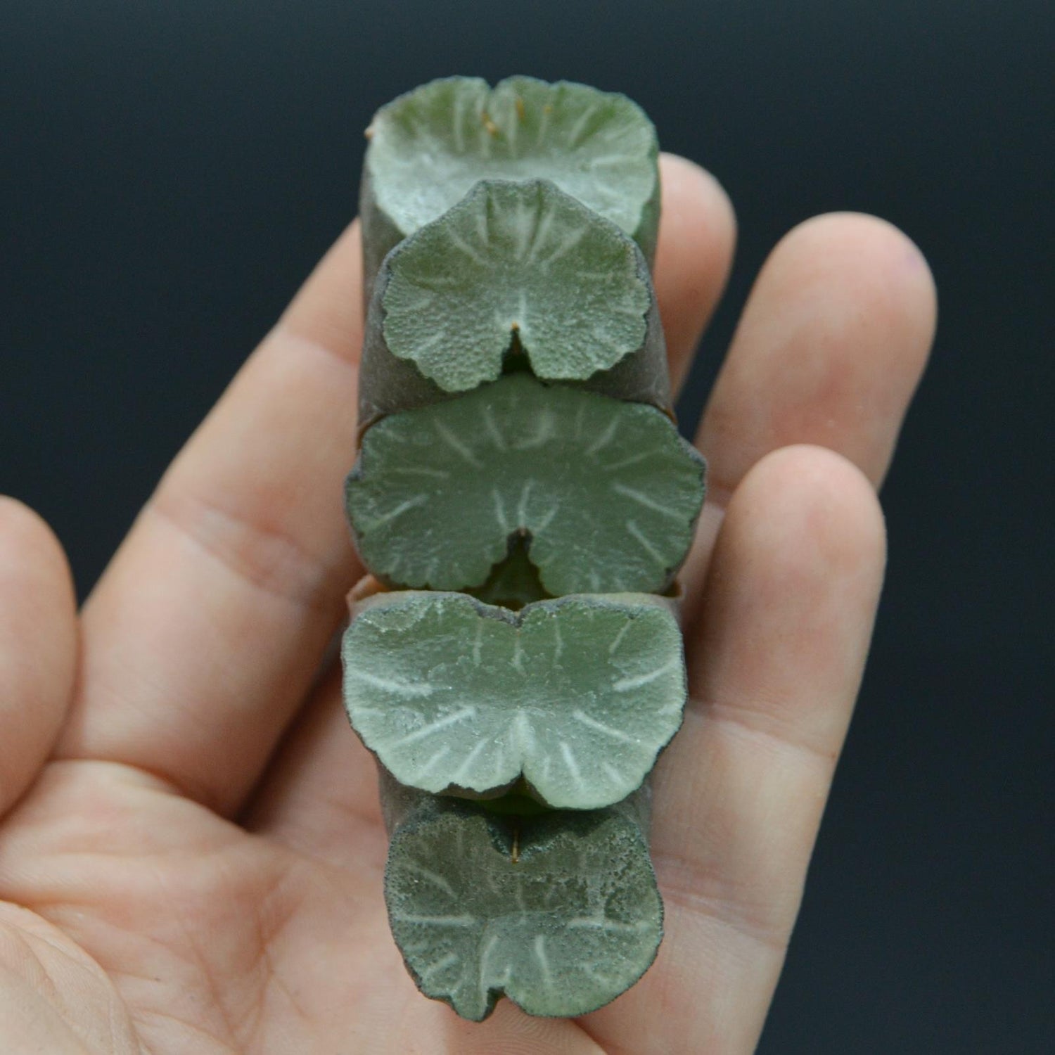 Haworthia Giant Hakua