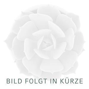 Kakteen-Schmuckstücke, Gold