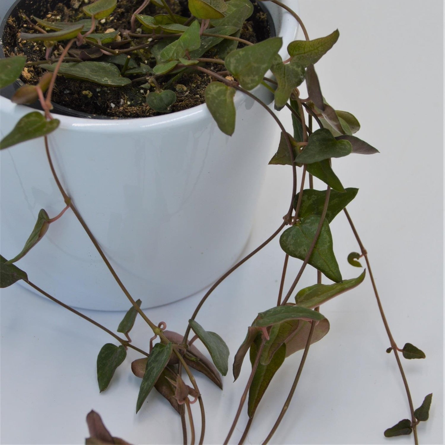 Ceropegia woodii Orange - 8cm