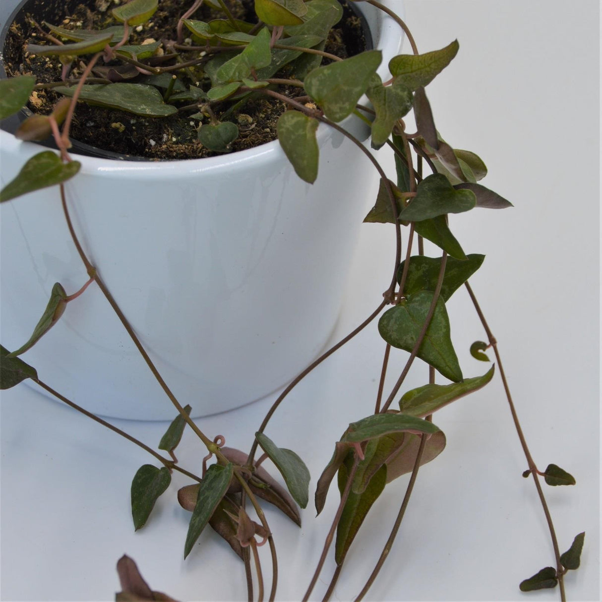 Ceropegia woodii Orange - 8cm