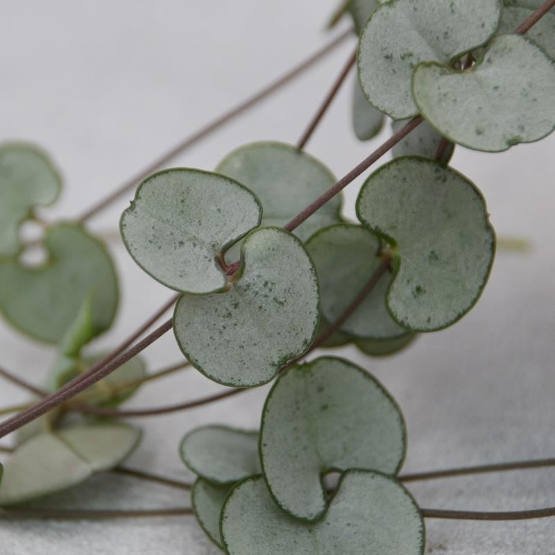 Ceropegia woodii Silver Glory - 8cm
