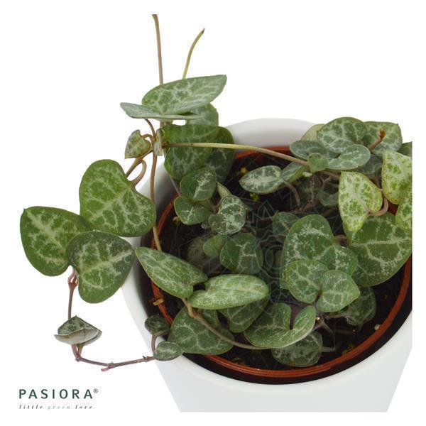 Sukkulenten Selektion, 20 Stück