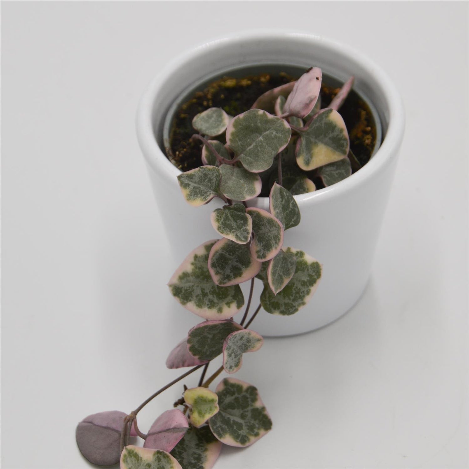 Ceropegia woodii f. variegata - 6cm