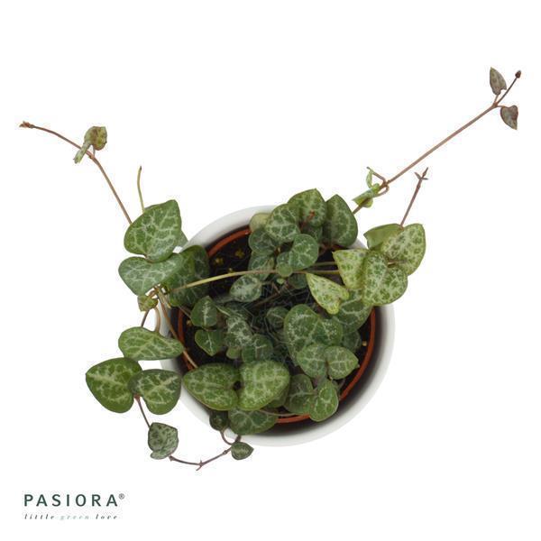 Ceropegia woodii - 6cm