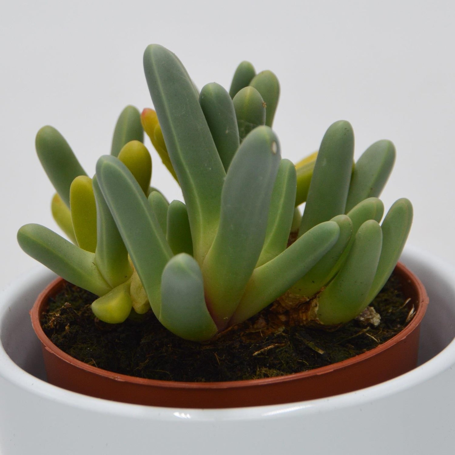 Cheiridopsis denticulata - 8,5cm