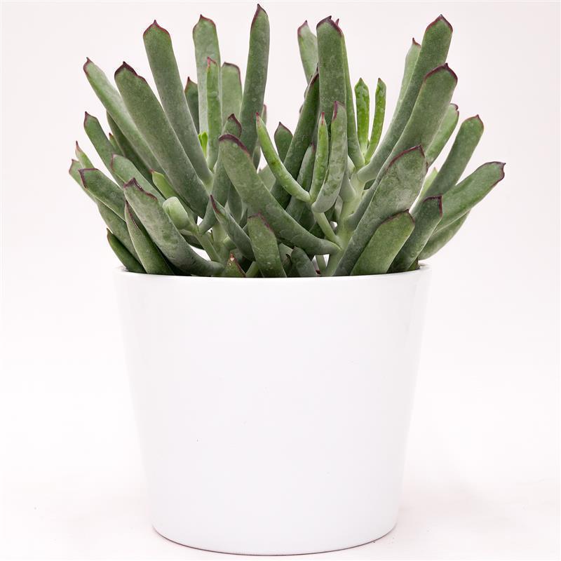 Cotyledon Octopus - 12cm