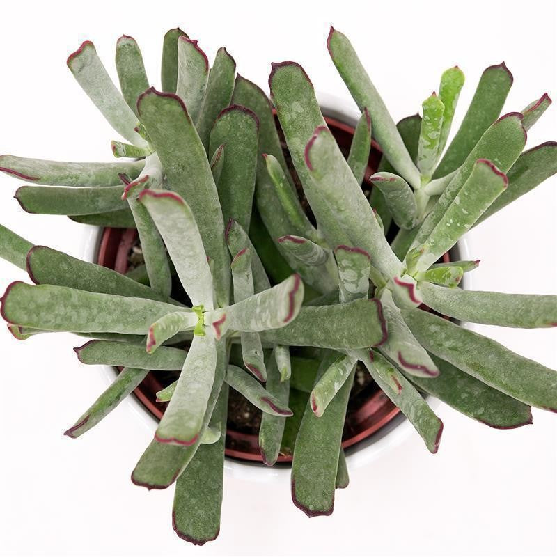 Cotyledon Octopus - 12cm